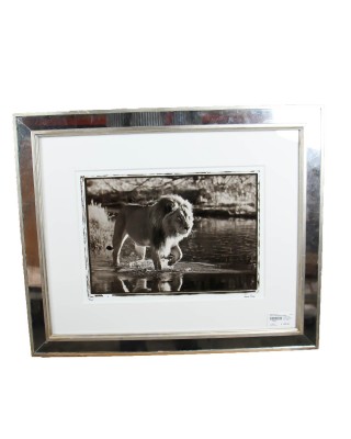 Jamie Thom Mirror Framed Photograph of a Lion